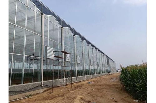 開陽縣薄膜溫室大棚建設及大棚薄膜應用