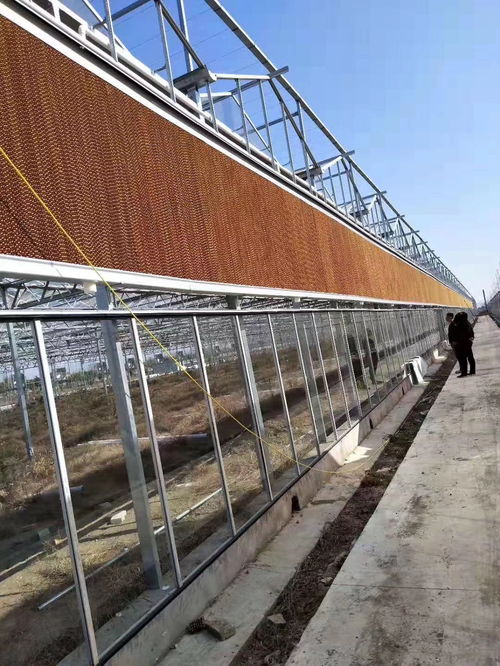 晉州蔬菜大棚管價格與廠家選擇指南 大棚薄膜選購要點