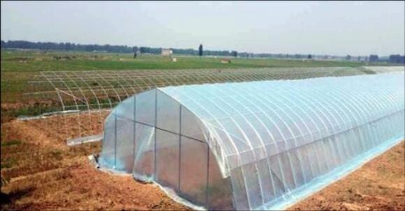 溫室大棚薄膜選擇指南 從材質(zhì)到性能的全方位解析